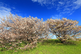 旧根室測候所の千島桜