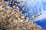 旧根室測候所の千島桜
