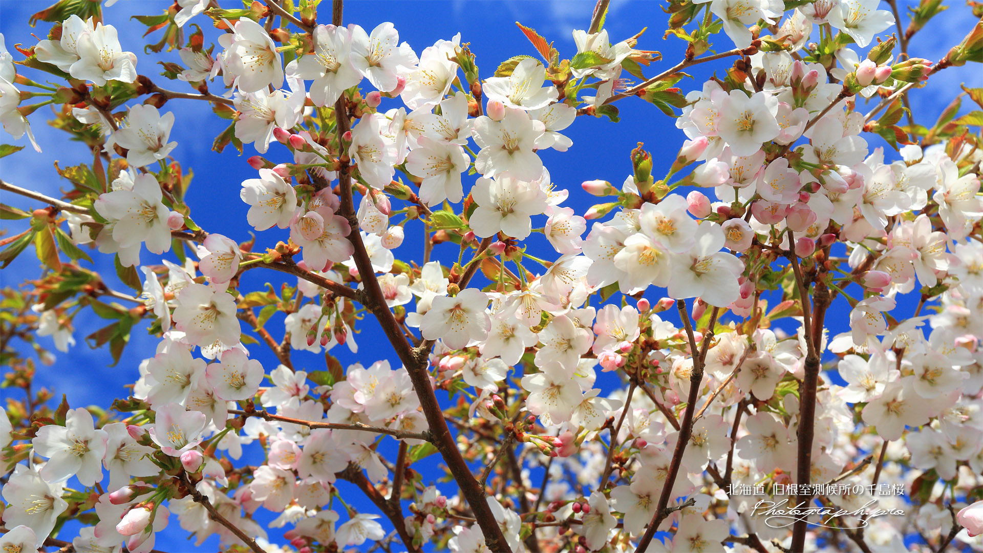 旧根室測候所の千島桜
