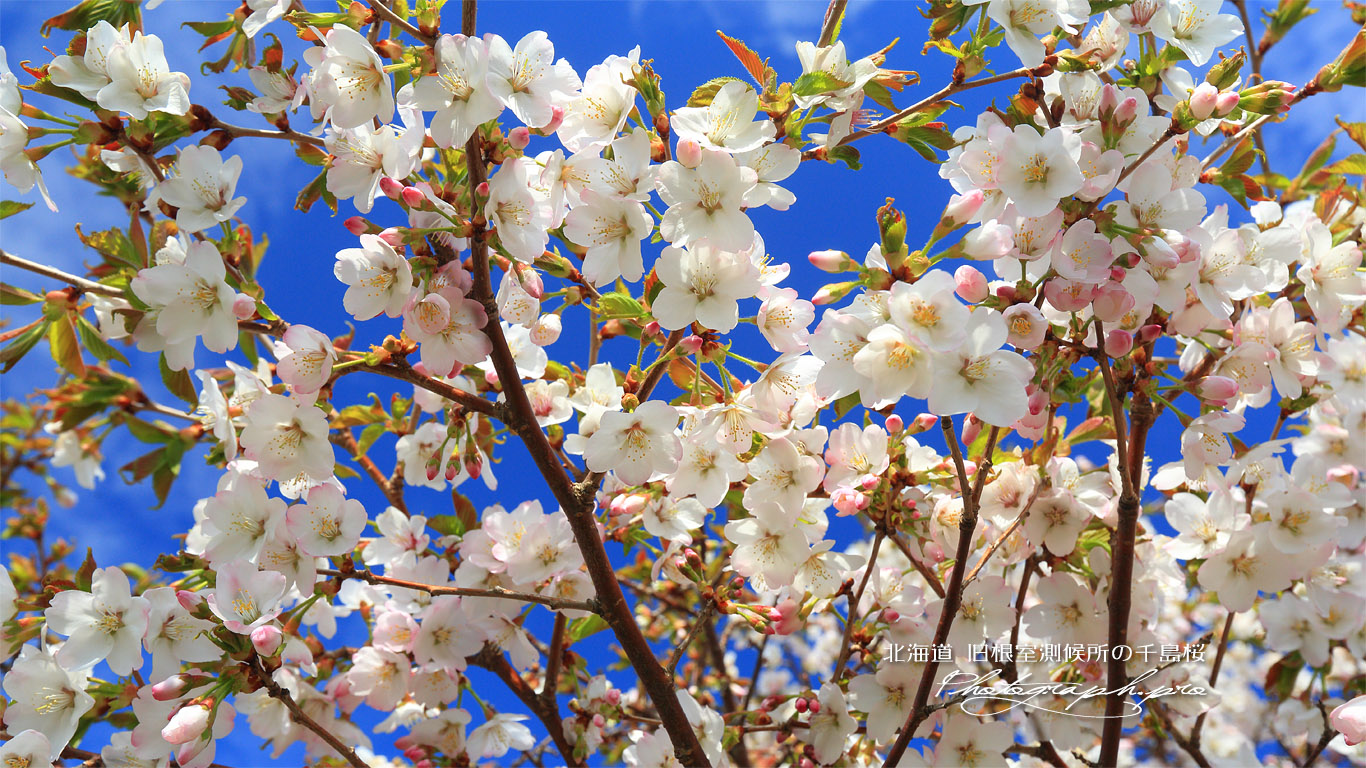 旧根室測候所の千島桜 壁紙
