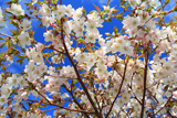 旧根室測候所の千島桜