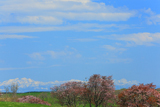 奥行臼の桜