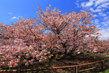 野付の千島桜