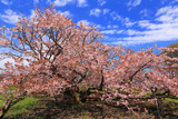 野付の千島桜