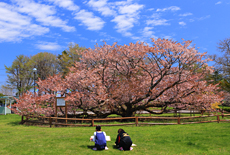 道東の桜