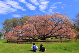 道東の桜