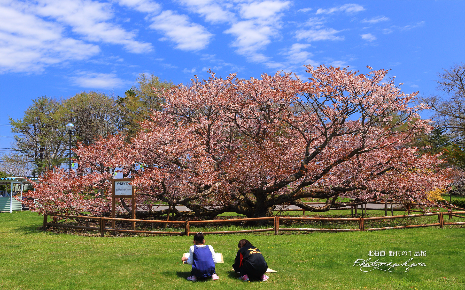野付の千島桜