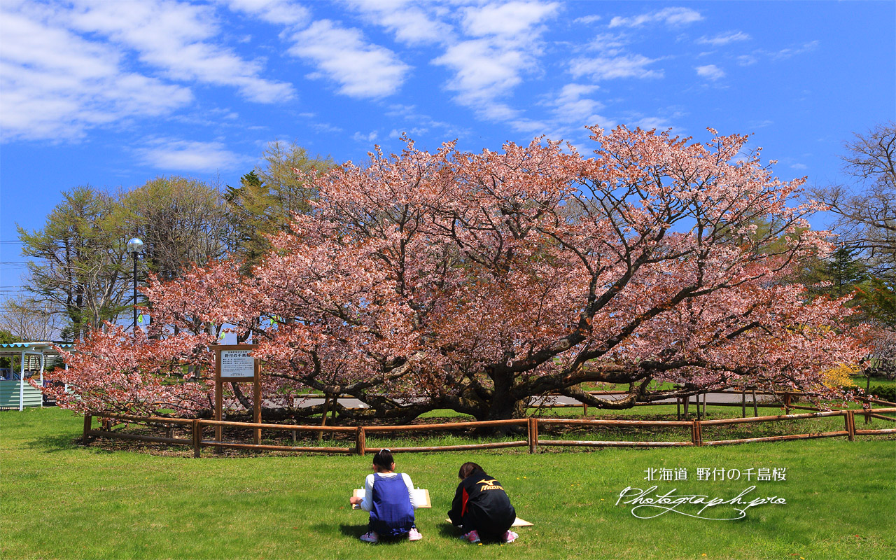 野付の千島桜 壁紙