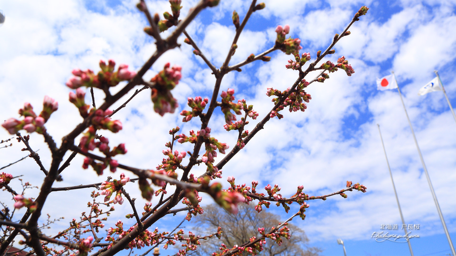 戸長の桜