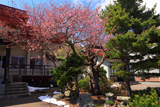 誠諦寺の桜