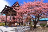 誠諦寺の桜