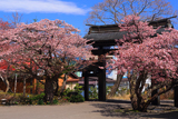 誠諦寺の桜