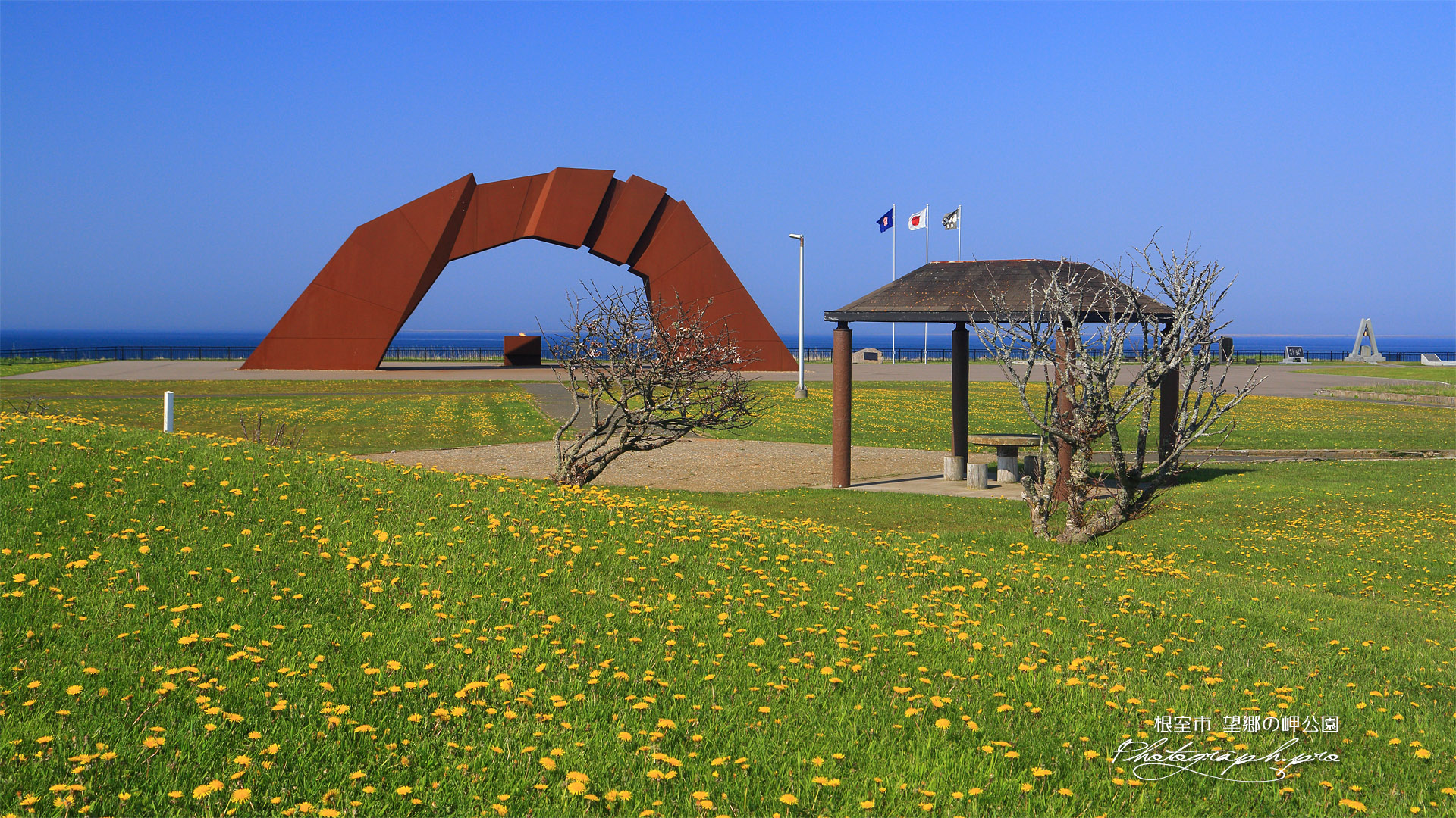 望郷の岬公園の千島桜
