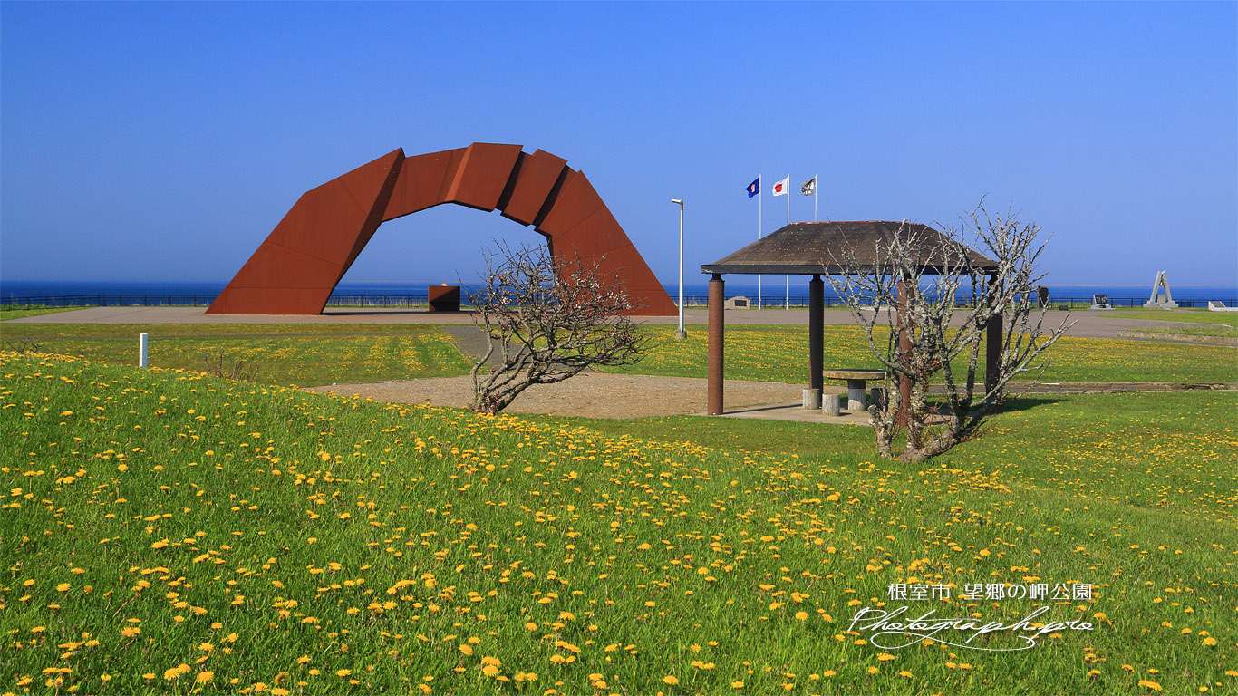 望郷の岬公園の千島桜 壁紙