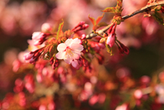 水見宅の千島桜