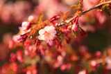 水見宅の千島桜