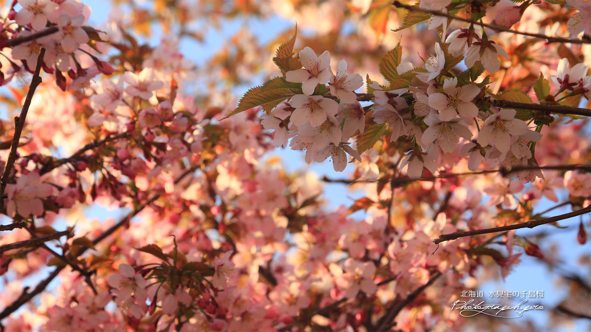 水見家の千島桜