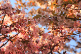 水見家の千島桜