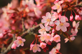 水見宅の千島桜