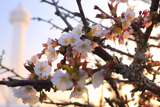 望郷の岬公園の千島桜