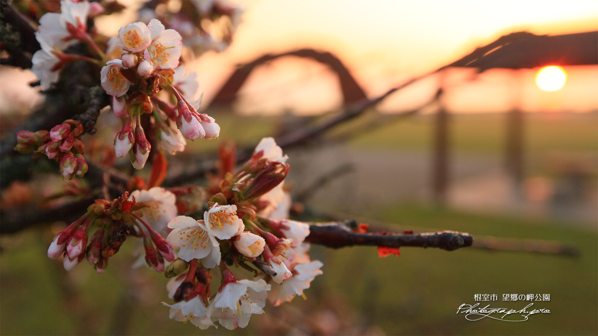 望郷の岬公園の千島桜