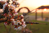 望郷の岬公園の千島桜