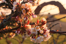望郷の岬公園の千島桜