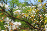 黒岳五合目の千島桜