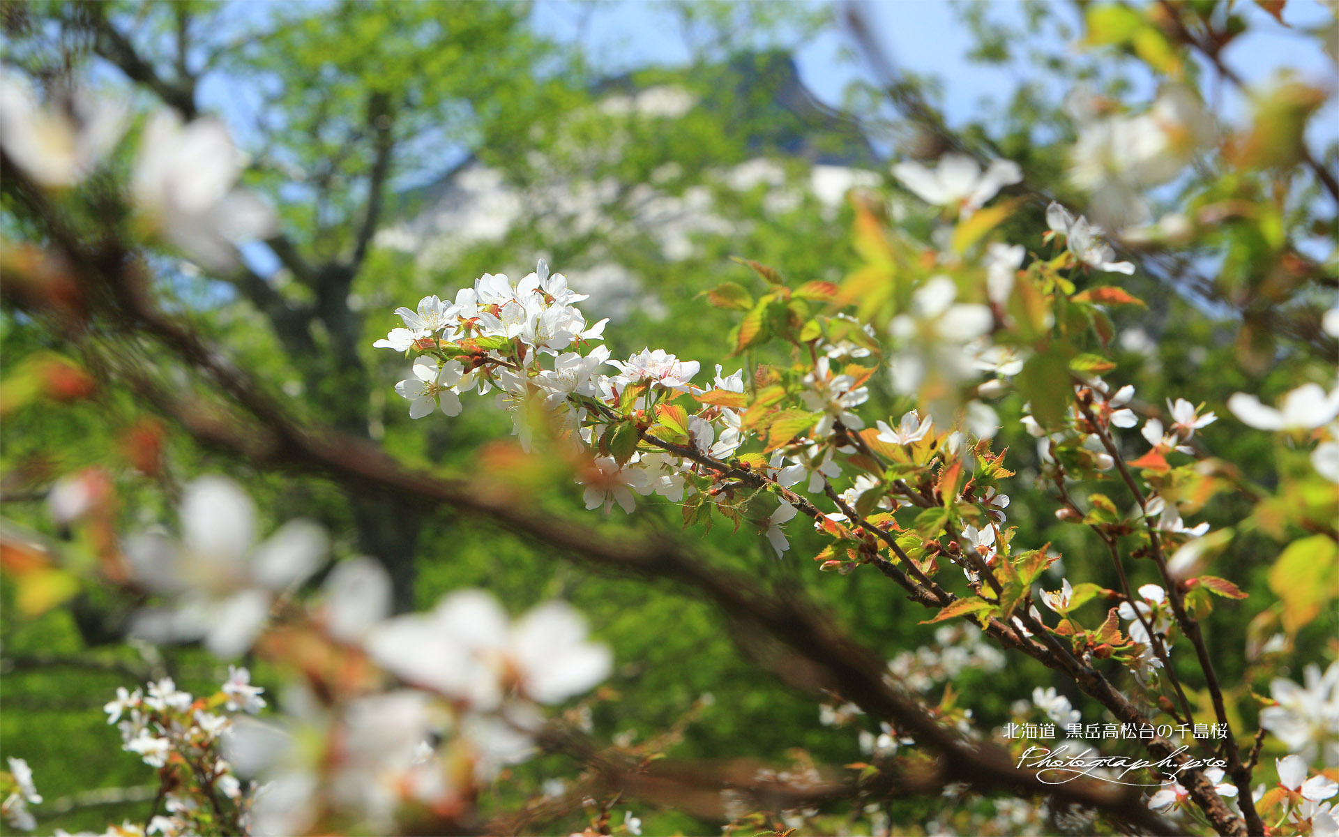 黒岳五合目の千島桜