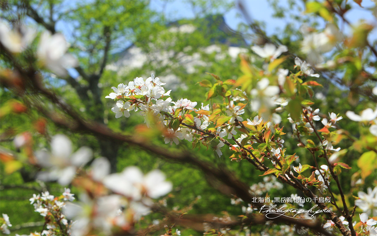 黒岳五合目の千島桜 壁紙