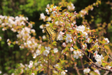 黒岳高松台の千島桜