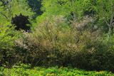 旭岳温泉の千島桜