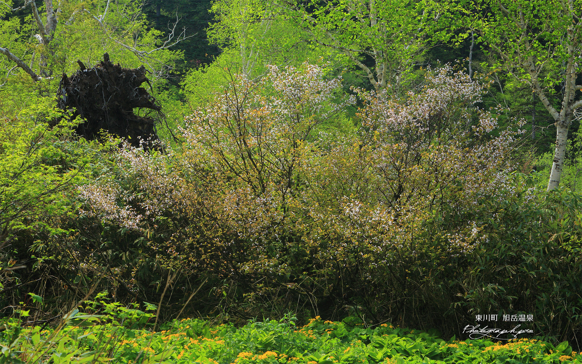旭岳温泉の千島桜