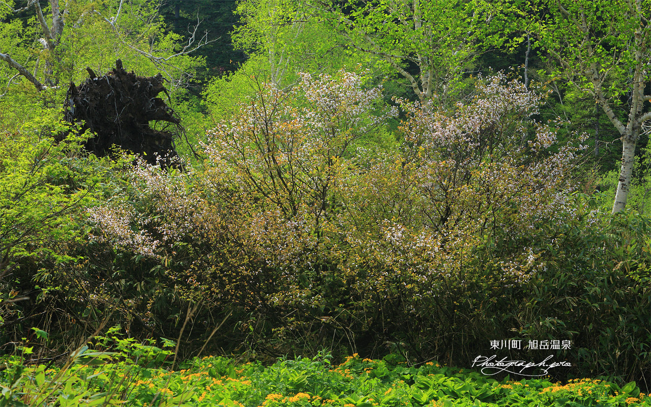 旭岳温泉の千島桜 壁紙