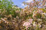 黒岳高松台の千島桜