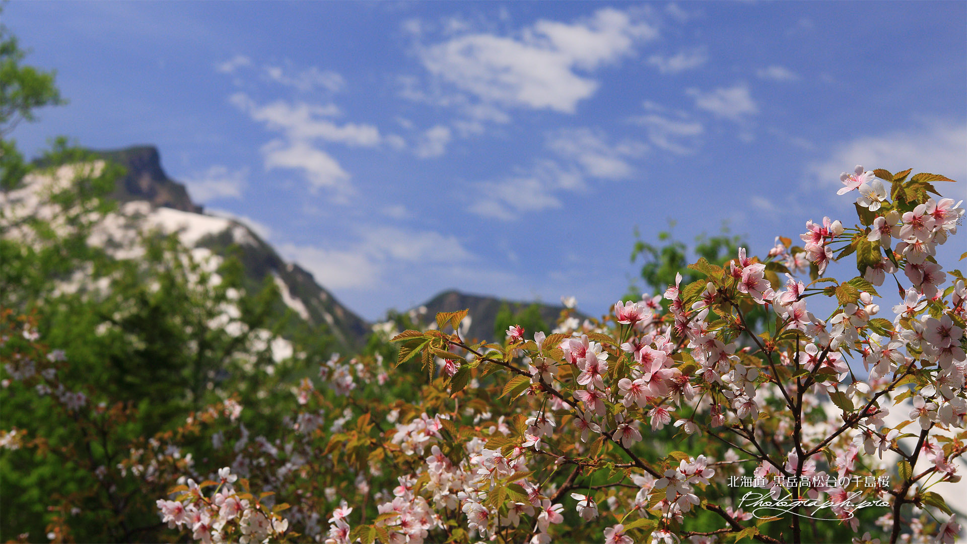 黒岳高松台の千島桜