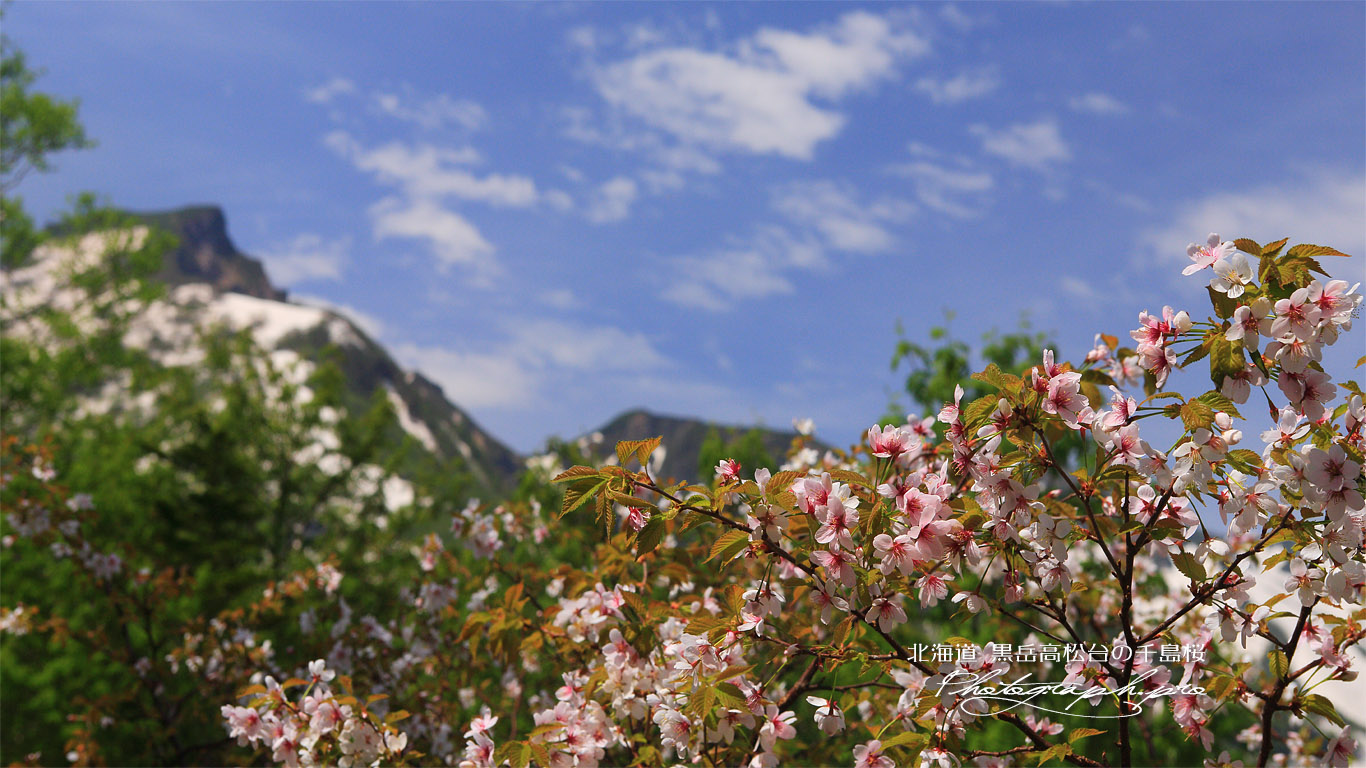 黒岳高松台の千島桜 壁紙