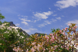 黒岳高松台の千島桜