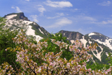 黒岳高松台の千島桜