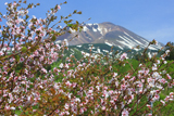 旭岳温泉の千島桜