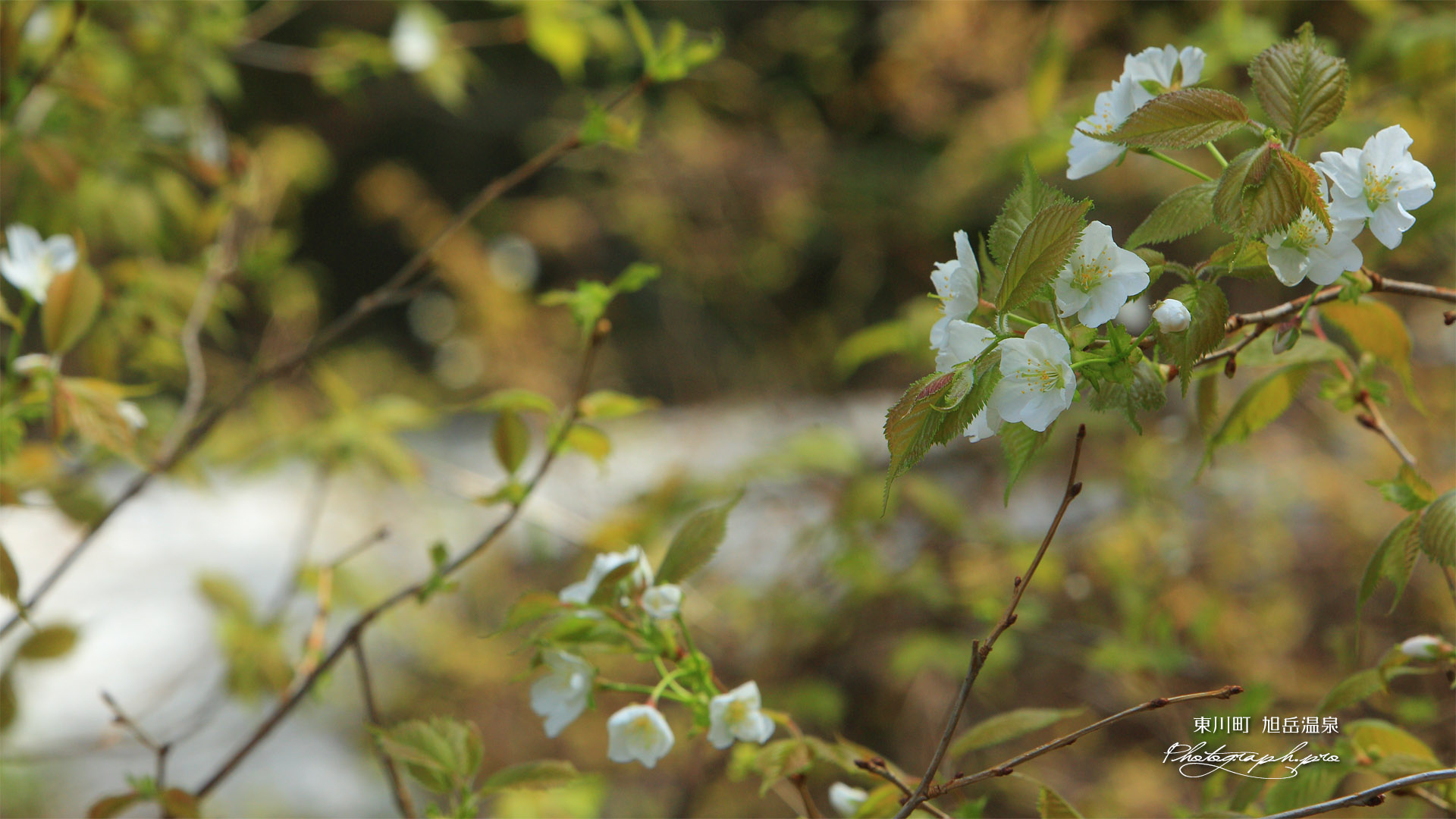 旭岳温泉の桜