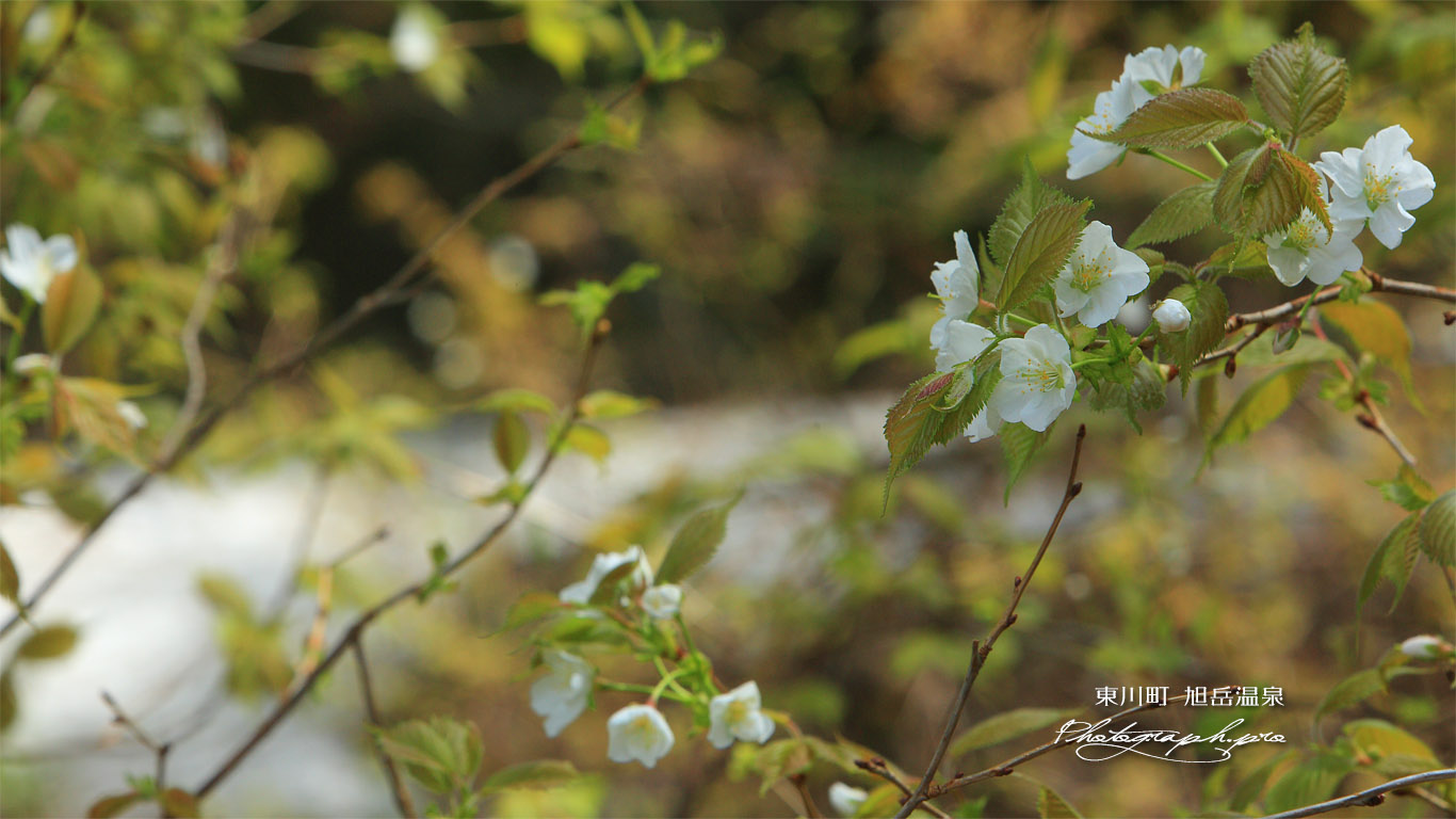 旭岳温泉の桜 壁紙