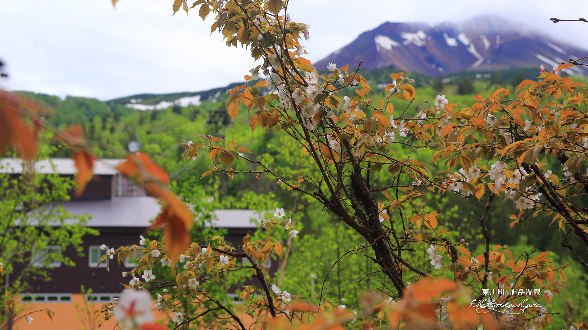 旭岳温泉の桜