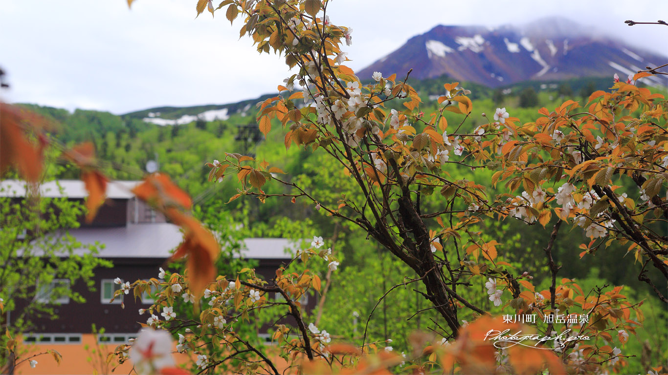 旭岳温泉の桜 壁紙
