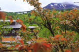 旭岳温泉の桜