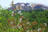 旭岳温泉の千島桜