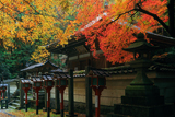 狸谷山不動院 紅葉の光明殿