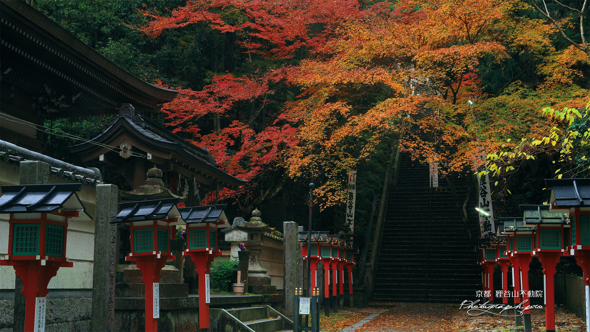 狸谷山不動院 参道の紅葉