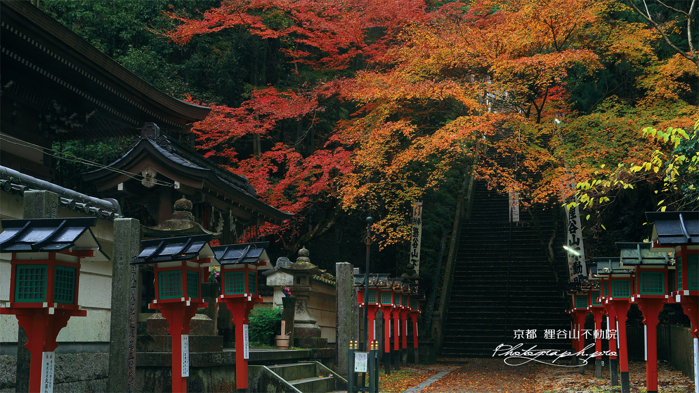 狸谷山不動院 参道の紅葉 壁紙