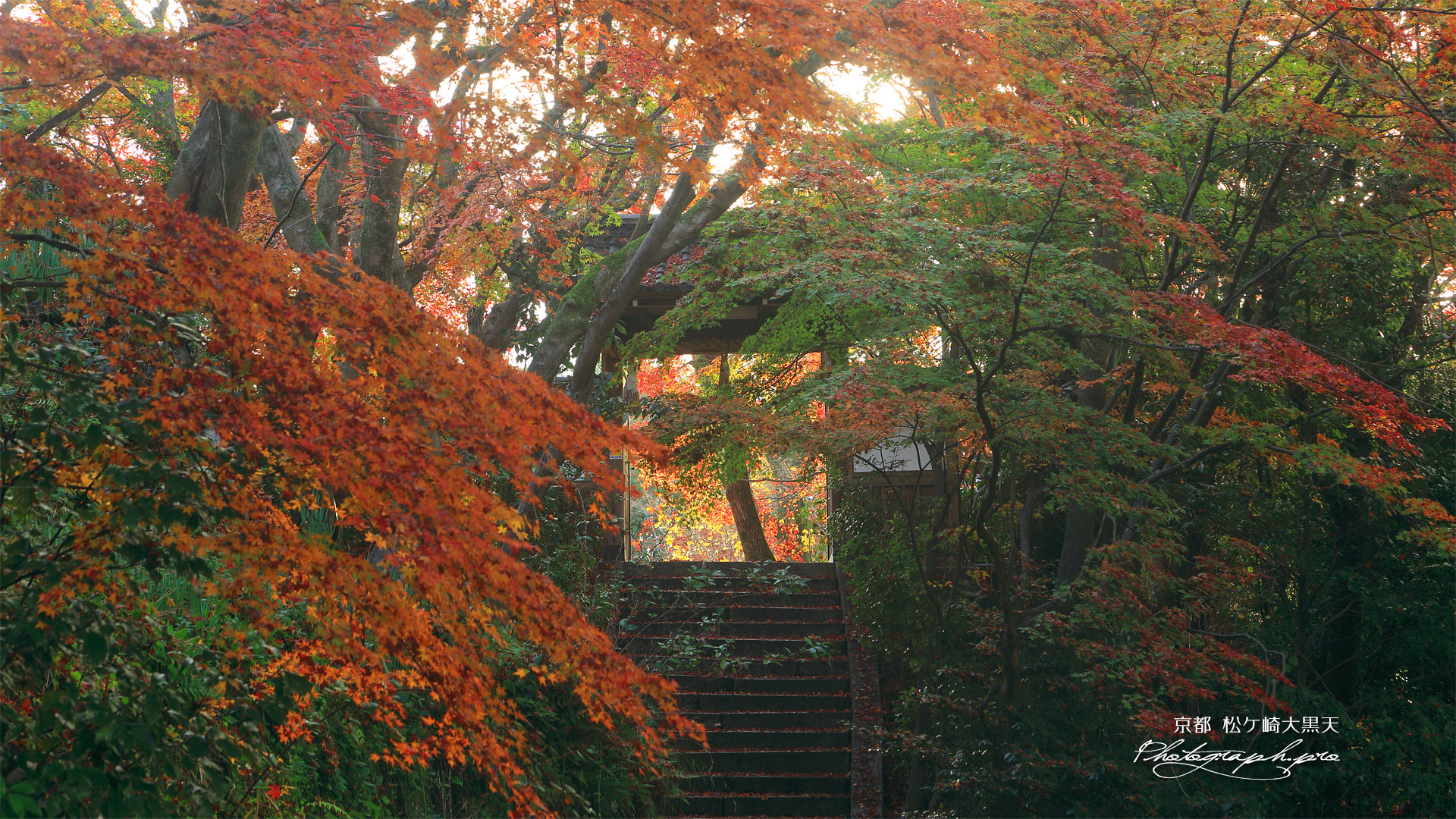 松ケ崎大黒天 裏参道の紅葉